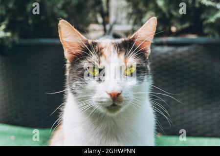 Weiße, schwarze und orangefarbene Katze - Porträt, Nahaufnahme Stockfoto