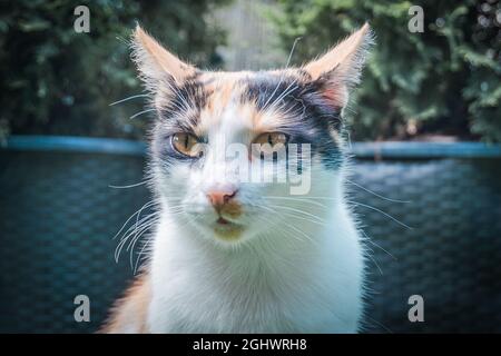 Weiße, schwarze und orangefarbene Katze - Porträt, Nahaufnahme Stockfoto
