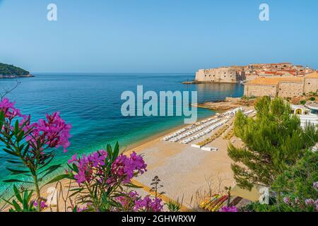 Dubrovnik Altstadt mit Sandstrand Banje und Blumen an der Adria in Kroatien, Europa. Urlaubsziel im Sommer Stockfoto