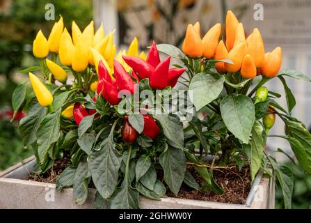Eine wunderschöne Chiliplanze mit gelben, roten und orangen Chilischoten, die auf dem Chilisfest von Waddesdon Manor zum Verkauf angeboten wird. Stockfoto