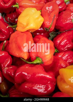 Heiße rote „Scotch Bonnet“-Chilis werden beim Waddesdon Manor Chili Festival verkauft. Stockfoto