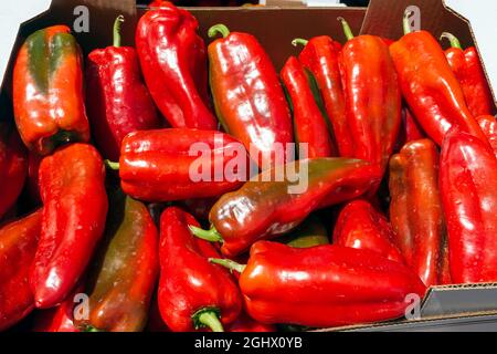 Am Ende des Sommers wird auf dem Markt eine Schachtel roter Hirtenpaprika gesehen. Stockfoto