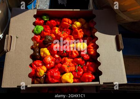 Nahaufnahme von bunten schottischen Bonnet-Chilischoten auf dem Markt gesehen. Stockfoto