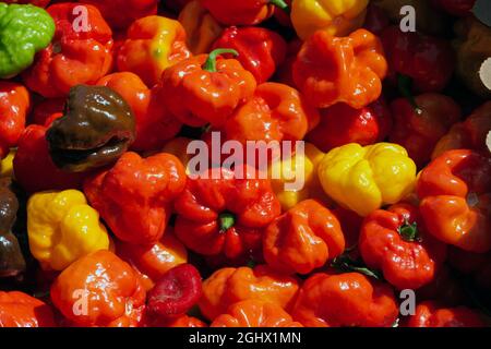 Nahaufnahme von bunten schottischen Bonnet-Chilischoten auf dem Markt gesehen. Stockfoto