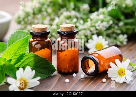 Flaschen mit Homöopathie-Granulat. Homöopathische Mittel - Chamomilla, Mentha piperita. Gänseblümchen Blumen und Minzblätter auf dem Tisch. Homöopathie Medizin Konz Stockfoto