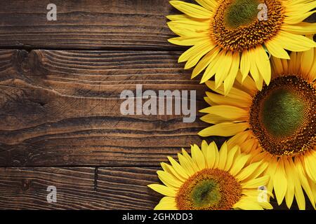 Schöne gelbe Sonnenblumen auf Holzbrett, Draufsicht. Platz für Text kopieren. Stockfoto