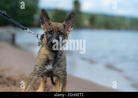 Ein elf Wochen alter Schäferhund, der an einem Sandstrand spielt. Stockfoto