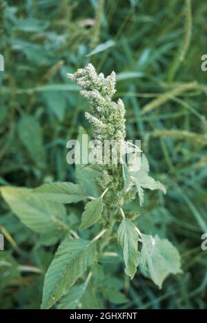 Amaranthus retroflexus in Blüte Stockfoto