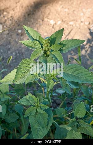 Amaranthus retroflexus in Blüte Stockfoto