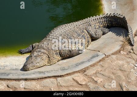 Nilkrokodil (Crocodylus niloticus) beim Sonnenbaden am Pool auf der Krokodilfarm in Namibia, Afrika. Stockfoto