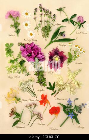 Blumen und Kräuter, die in alternativen pflanzlichen Heilmitteln verwendet werden. Detail der Naturstudie mit Pflanzenbeschreibungen im Text. Natürliches Gesundheitskonzept Stockfoto