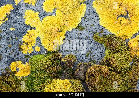 Yellow maritime Sunburst Flechten, Xanthoria parietina, ist eine blättrige Flechten, die auch als gewöhnliche orangefarbene Flechten, gelbe Skala und Uferflechten bekannt ist Stockfoto