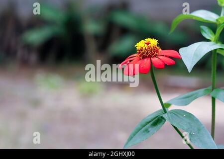 Zinnia Blume mit roten Blütenblättern und gelbem Zentrum Stockfoto