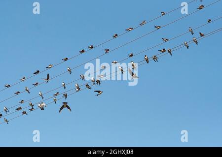 Schwärme von Schwalben auf Drähten der Stromleitung Stockfoto