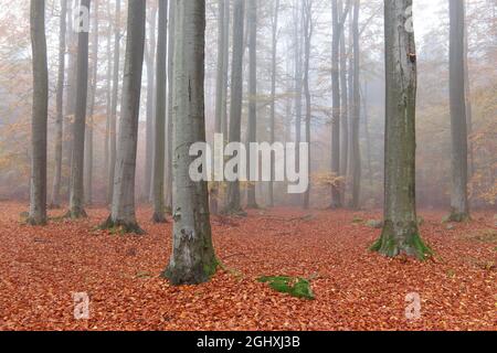 Buchenholz Voderady - große Buche Wald mit seltenen Pflanzen- und Tierarten, Prague-East Bezirk, Mittelböhmische Region, Tschechische Republik Stockfoto