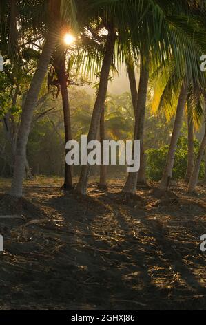 Sonnenaufgang auf einem schwarzen Sandstrand an der Bucht von Papagayo. Stockfoto