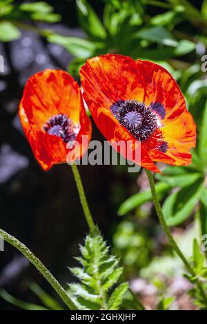 Hellen roten Mohn, Papaver rhoeas Stockfoto