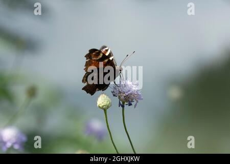 Aglais ist eine holarktische Gattung von bürstenfußigen Schmetterlingen, die die Schildpatt enthält. Stockfoto