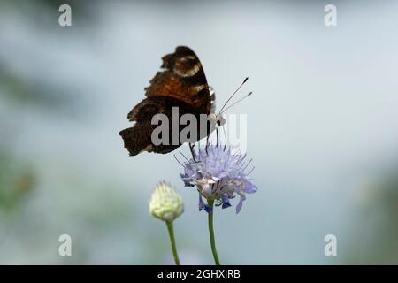 Aglais ist eine holarktische Gattung von bürstenfußigen Schmetterlingen, die die Schildpatt enthält. Stockfoto