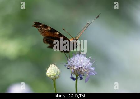 Aglais ist eine holarktische Gattung von bürstenfußigen Schmetterlingen, die die Schildpatt enthält. Stockfoto