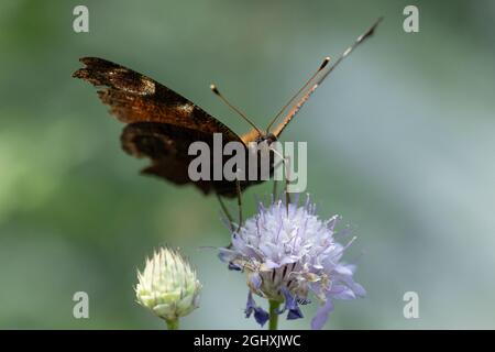 Aglais ist eine holarktische Gattung von bürstenfußigen Schmetterlingen, die die Schildpatt enthält. Stockfoto