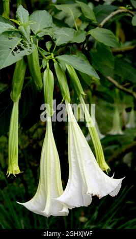 Wunderschöne Brugmansia Blume oder Angel's Trompete auf Baum Stockfoto