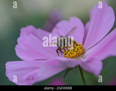 Bienen sammeln Nektar auf Cosmos Blume Stockfoto