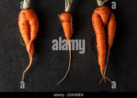 Trendige hässliche Bio-Karotten aus dem heimischen Gartenbett auf schwarzem Hintergrund. Draufsicht Stockfoto