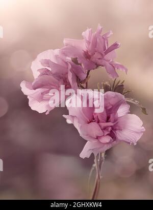 Rosa Blumen, Hibiscus syriacus auf einem pastellfarbenen, verschwommenen Hintergrund Stockfoto