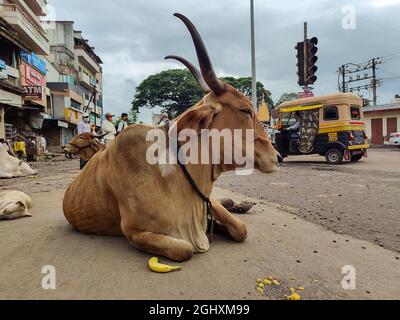 KOLHAPUR, INDIEN - 16. Jul 2021: Eine indische Kuh, die mitten auf der Straße in Kolhapur, Indien, sitzt Stockfoto