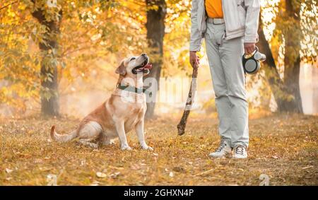 Entzückendes Rehkitz Labrador sitzt im Herbst neben dem Besitzer im Freien auf dem Gras Stockfoto