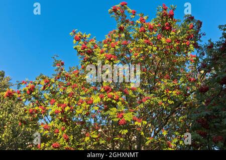 dh Red Fruit ROWAN BERRY FLORA TREES Sommerbaum mit Beeren schottland uk Farbe rot Laub Blattzweig Stockfoto