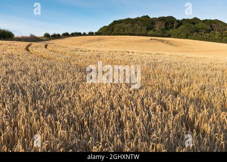 dh Gerste FELDFRÜCHTE LANDWIRTSCHAFT Abend Golden Fields August schottland Ernte uk Ernte Stockfoto