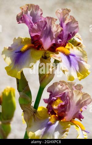 Hohe bärtige Iris Blume Iris „Karibik“ Stockfoto
