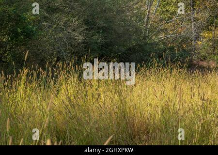 Hohe Gräser auf einem Feld in der Nähe mit Samenköpfen, die durch das Sonnenlicht hervorgehoben werden, das an einem sonnigen Herbsttag durch die Wälder im Hintergrund scheint Stockfoto