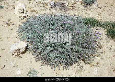 dyer's alkanet, orchanet, Schminkwurz, Alkanna tinctoria. báránypirosító, Zypern, Europa Stockfoto