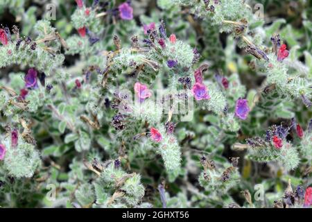 dyer's alkanet, orchanet, Schminkwurz, Alkanna tinctoria. báránypirosító, Zypern, Europa Stockfoto