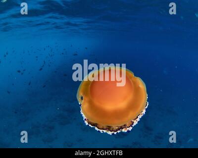 Mediterrane Spiegelei Quallen Cotylorhiza tuberculata Stockfoto