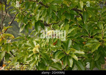 Detail der Kastanienzweige, in denen Sie die typischen Igel mit Kastanien sehen können. Selektiver Fokus. Stockfoto