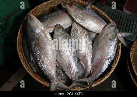 Bahnhof Chandpur Boro. Am 7. September 2021, Allgemeine Ansicht von Körben mit Fisch nach entladen werden, um sie auf lokalen Märkten zu liefern. Chandpur Fischmarkt ist der größte Großhandelsmarkt des Landes, große Mengen von Ilish Fisch werden jeden Tag aus der Bucht in Chandpur Boro Station vernet. Am 7. September 2021 in Chandpur, Bangladesch. (Foto von Habibur Rahman / Eyepix Group) Stockfoto