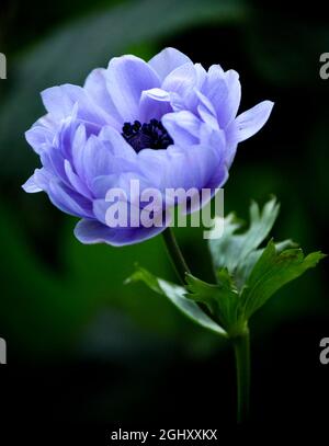 Eine einzelne violette Anemonblume (Anemoncoronaria), isoliert auf einem dunkelgrün/schwarzen Hintergrund Stockfoto