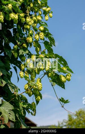 Im Garten wächst gemeiner Hopfen (Humulus lupulus). Weibliche Zapfen auf dem Ast. Nahaufnahme. Details. Stockfoto