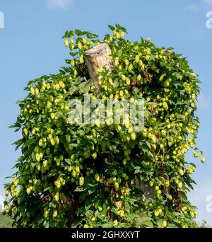 Im Garten wächst gemeiner Hopfen (Humulus lupulus). Weibliche Zapfen auf dem Ast. Nahaufnahme. Details. Stockfoto