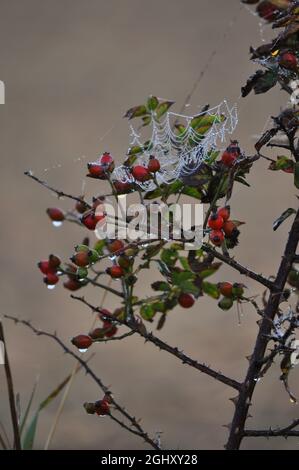 Regentropfen auf Spinnennetz aufgenommen. Das Netz wird auf einer wilden Rosenpflanze am Rande eines Feldes gesponnen. Die roten Hagebutten geben dem Bild Anfang Oktober Farbe Stockfoto