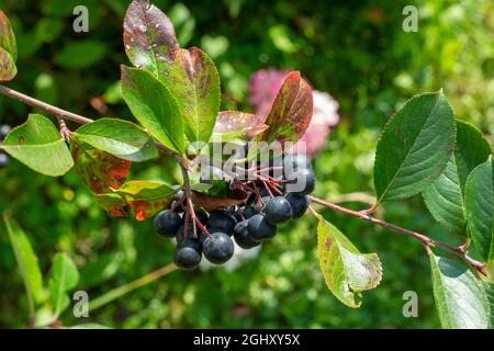 Schwarze Johannisbeere (Aronia) Früchte und Blätter im Sommer. Stockfoto