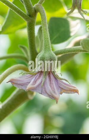 Blühende Bio Aubergine , auch bekannt als Aubergine oder Brinjal (Solanum melongena) im Gewächshaus. Nahaufnahme. Details. Stockfoto