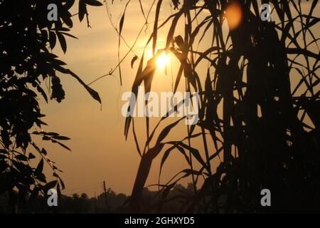 Bild des Tages Licht des Waldes Stockfoto