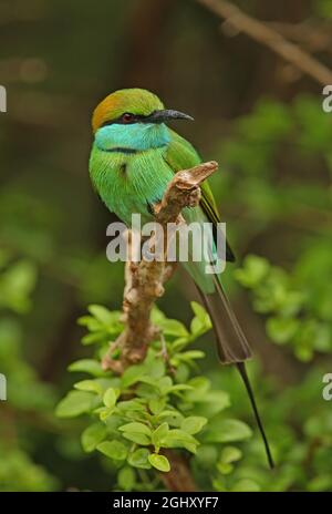 Asian Green Bee-Eater (Merops orientalis ceylonicus) Erwachsener auf Zweig (endemische Sri Lanka Rasse) Yala NP, Sri Lanka Dezember Stockfoto