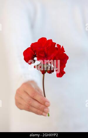 Nicht erkennbare Frau, die rote Pelargonium-Blume in der Hand hält. Selektiver Fokus. Stockfoto