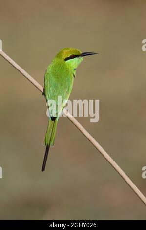 Asiatischer grüner Bienenfresser (Merops orientalis beludschicus) auf Schilf-Gujarat, Indien November Stockfoto